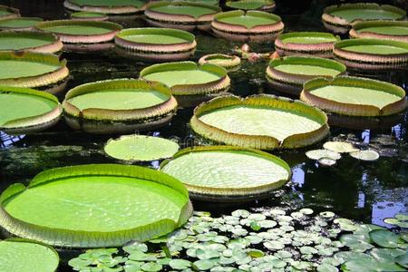 亚马逊莲花图片-亚马逊莲花素材-亚马逊莲花插画-摄图新视界