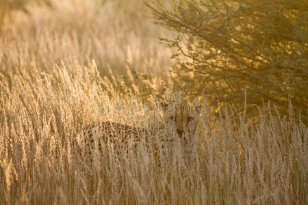猎豹，纳米比亚