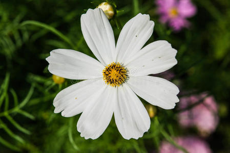 花园里的白花