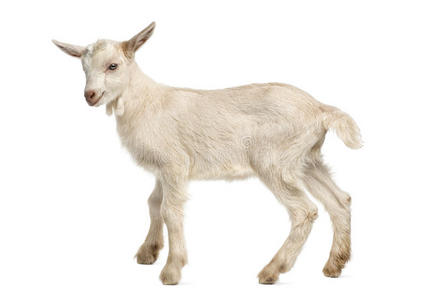 周大)带羔羊的绵羊萨莫萨羔羊美味的百吉饼,孤立在白色白底孤立的骨头