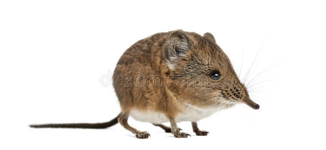 象岛鸟巢象鼩-长鼻巨腹鼠-孤立于惠特岛照片