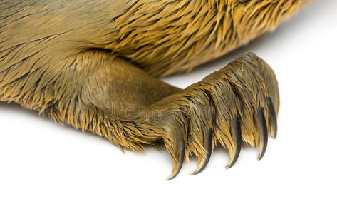 一只普通海豹幼崽的爪子特写，孤立