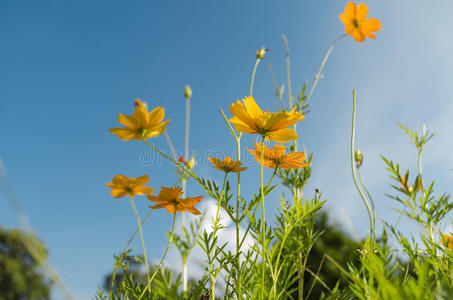 黄花