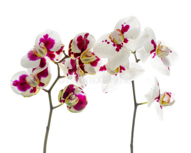 在白色的背上，开着两条小枝的斑点兰花是孤立的