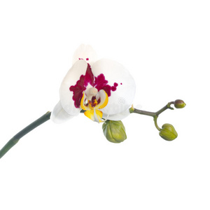 盛开的小枝斑点兰花是孤立的白色背景，特写