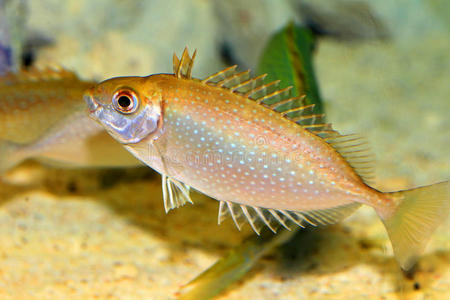 拉比鱼的种类照片