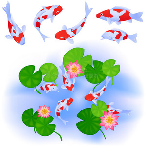 池塘里的鲤鱼和荷花荷花和池塘里的小鱼锦鲤荷花和池塘里的小鱼锦鲤鱼