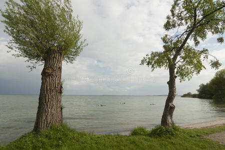 里兹 克林克 孤独的 树叶 孤独 树干 离开 海滩 分支