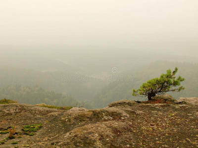 乡村 国家 小山 早晨 森林 岩石 薄雾 公园 深的 秋天
