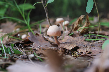 不可食用的蘑菇和干燥的叶子