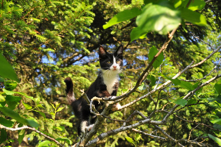 小猫爬树
