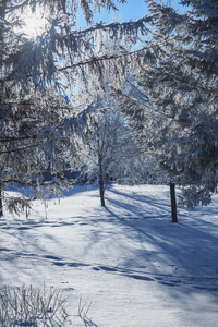 雪覆盖着的树枝