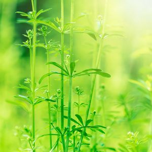 在清晨的新鲜厚草与水滴关门