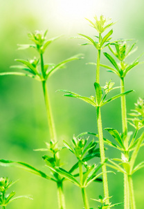 在清晨的新鲜厚草与水滴关门