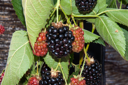 浆果花园黑莓