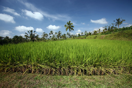 亚洲印尼巴厘岛景观稻田图片