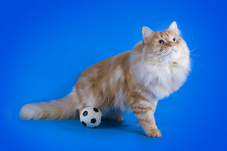 孤立的蓝色背景上的红色西伯利亚猫。