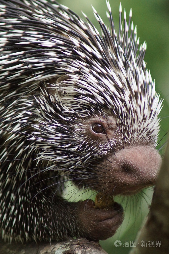 巴西prehensile 尾豪猪-coendou prehensilis