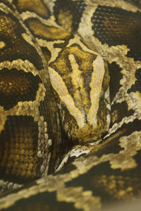 缅甸蟒Python bivittatus