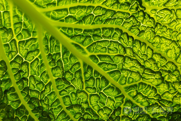 新鲜的绿色开胃菜白菜叶子作为纹理背景