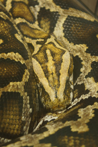 缅甸蟒Python bivittatus