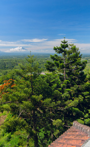 巴厘岛风景背景下的松树