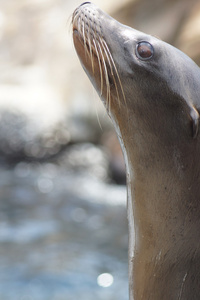 加州海狮zalophus californianus