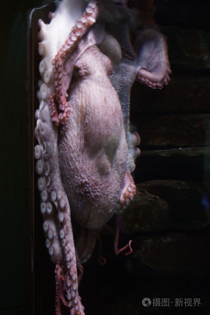 巨型太平洋章鱼enteroctopusdofleini