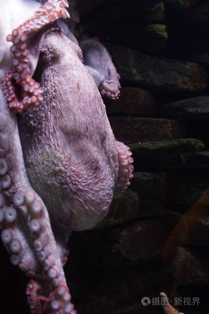 巨型太平洋章鱼enteroctopusdofleini