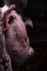 巨型太平洋章鱼Enteroctopus dofleini