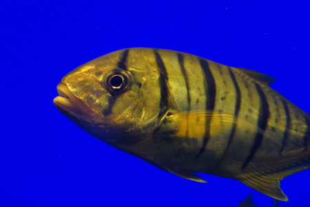 黄金鲹鱼Gnathanodon 大林