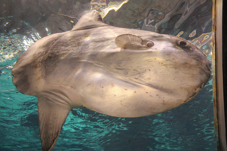 在水族馆的鱼