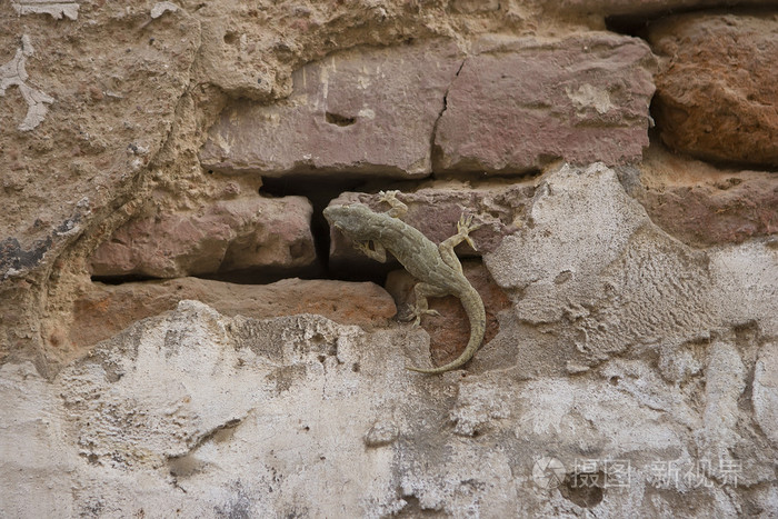 壁虎爬上一堵墙蜥蜴伪装