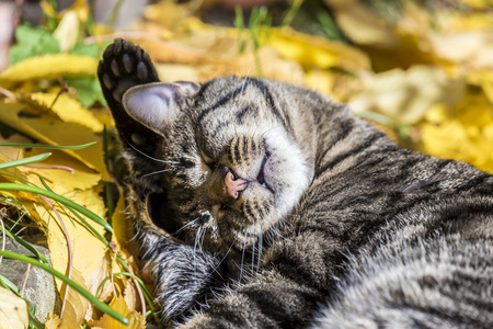 猫在离开的床上享受秋天温暖的灯光