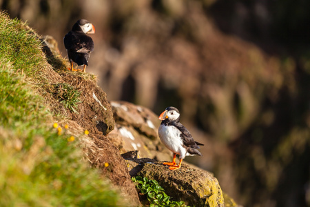 在西方冰岛的大西洋海雀