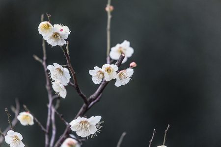粉红色的中国梅花或日本杏花 梅花开花软焦点和模糊的背景