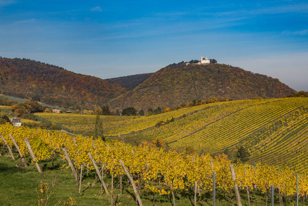 秋季期间维也纳的 leopoldsberg 和葡萄园