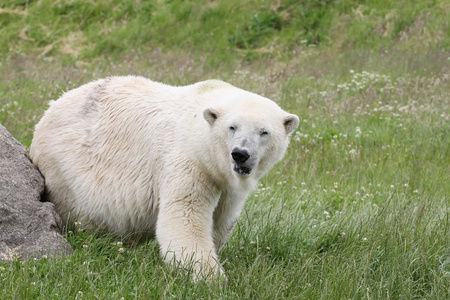 白色北极熊的性质