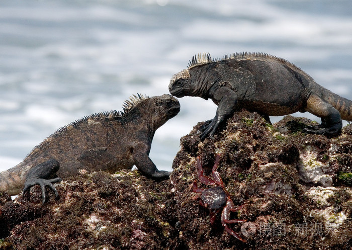 海洋鬣蜥amblyrhynchuscristatus