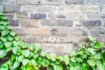 旧的老式砖墙上绿色的常春藤墙