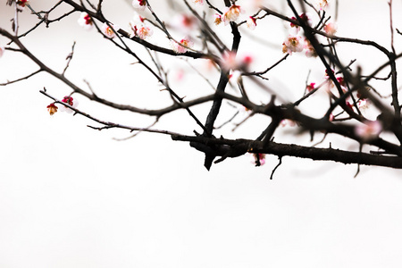 孤立在白色背景上的新鲜的李子树花