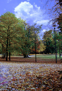 在一个美丽的公园里的秋色树