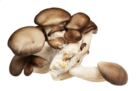 在白色背景上的蘑菇