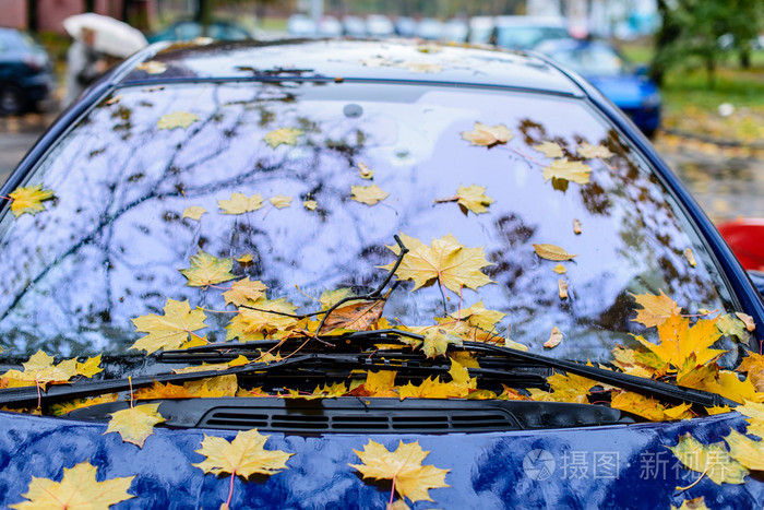 在玻璃和车盖上掉落的黄叶