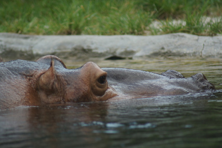 河马河马 amphibius