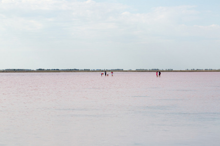 咸的粉红色湖