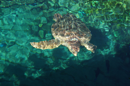 赤蠵龟Caretta caretta