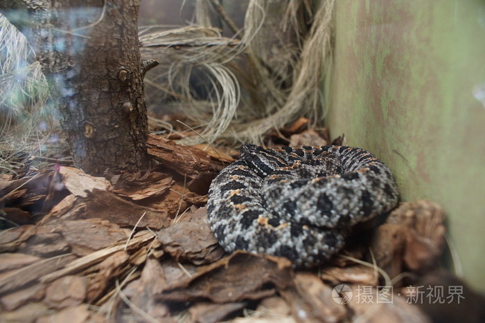 莫哈韦沙漠响尾蛇-磷酸解酶 scutulatus