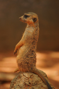 猫鼬suricata suricatta