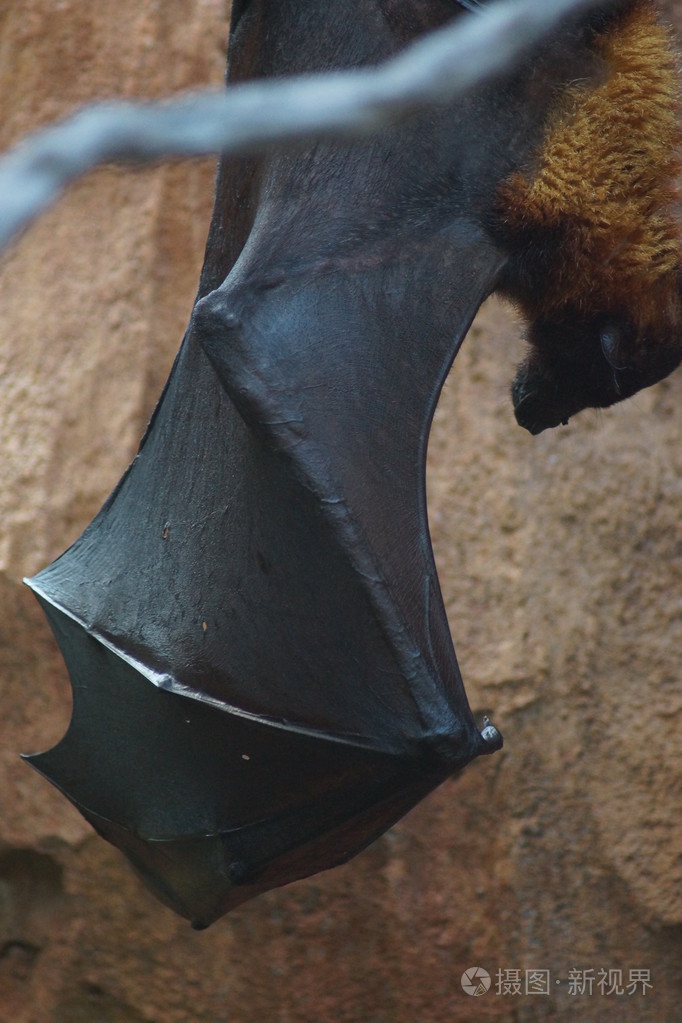 px发票合同问题/动物哺乳动物动物界蝙蝠狐狸查看作者其他作品查看更